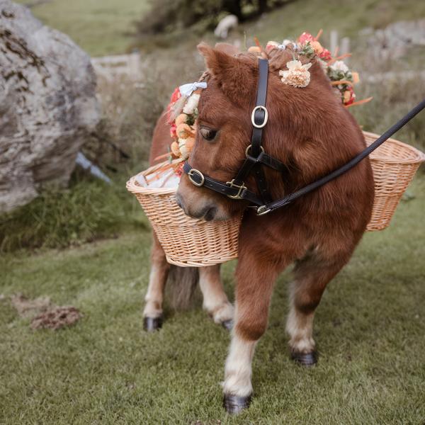 sammie and neil pony helper